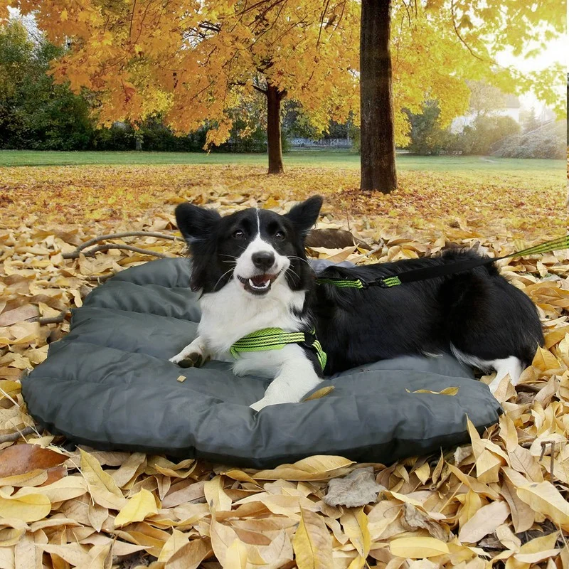 Outdoor Soft And Breathable Dog Bed Washable And Durable Camping Travel Foldable Pet Dog Sleeping Pad
Outdoor Soft And Breathable Dog Bed Washable And Durable Camping Travel Foldable Pet Dog Sleeping Pad