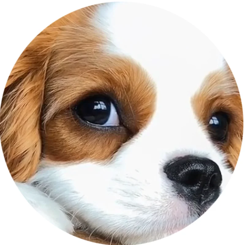 FLTMRH Round photo glass cabochon spring Dog back Making findings 8mm 10mm 12mm/14mm/18mm/20mm/25mm 30mm
FLTMRH Round photo glass cabochon spring Dog back Making findings 8mm 10mm 12mm/14mm/18mm/20mm/25mm 30mm