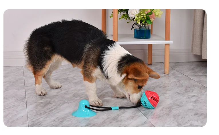 Pet Supplies Suction Cup Drawstring Leaky Ball Dog Toy Pet Sucker Leaky Ball Pet Toy Ball Dog Toothbrush
Pet Supplies Suction Cup Drawstring Leaky Ball Dog Toy Pet Sucker Leaky Ball Pet Toy Ball Dog Toothbrush