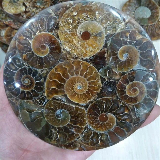 1pc Rare Ammonite Fossils Flake Slice Disk Plate Polished Crystal Specimen 110mm-120mm
1pc Rare Ammonite Fossils Flake Slice Disk Plate Polished Crystal Specimen 110mm-120mm