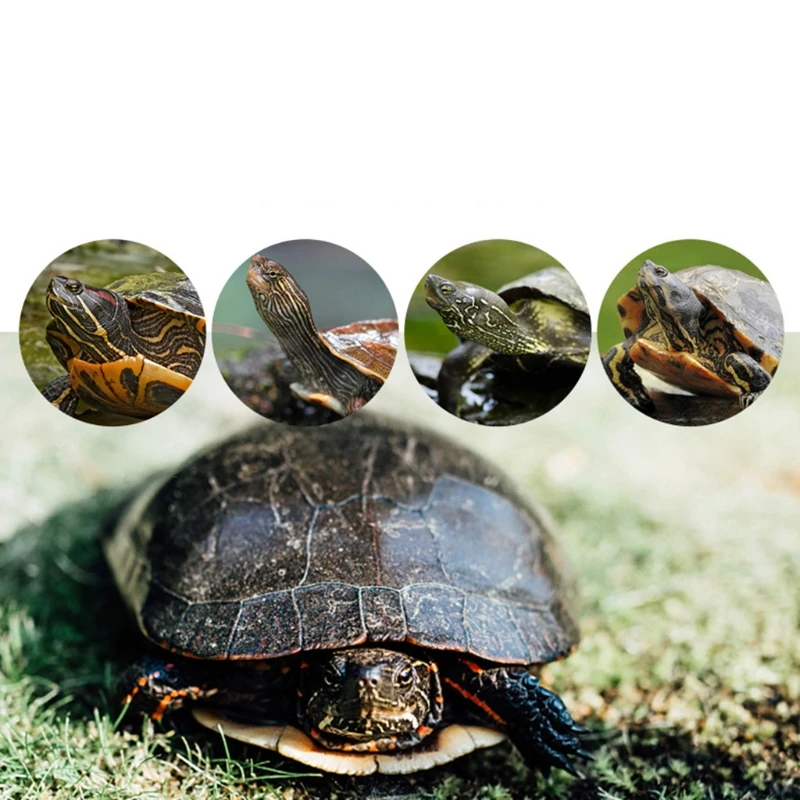 Turtle Climbing Basking Platform Reptile Ramp Floating Island for Turtle Tank A9LB
Turtle Climbing Basking Platform Reptile Ramp Floating Island for Turtle Tank A9LB