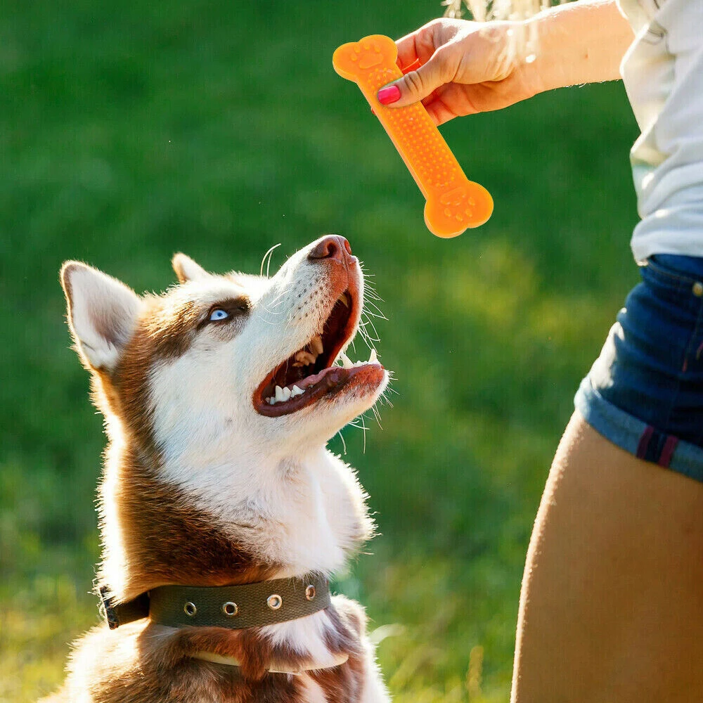 Hot Sale Durable Dog Chew Toys Rubber Bone Toy Aggressive Chewers Dog Toothbrush Doggy Puppy Dental Care For Dog Pet Accessories
Hot Sale Durable Dog Chew Toys Rubber Bone Toy Aggressive Chewers Dog Toothbrush Doggy Puppy Dental Care For Dog Pet Accessories