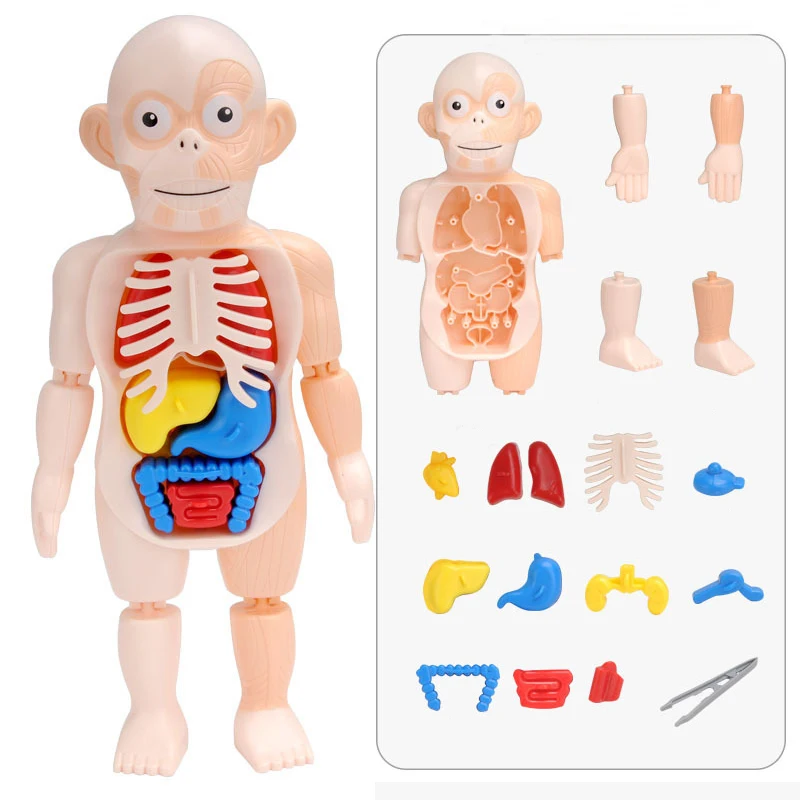 Обучающие наборы для сборки игрушек сделай сам инструменты обучения телу 3D пазл