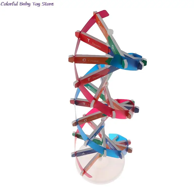 Модели ДНК человека научные игрушки с Двойной спиралью популярные Обучающие для