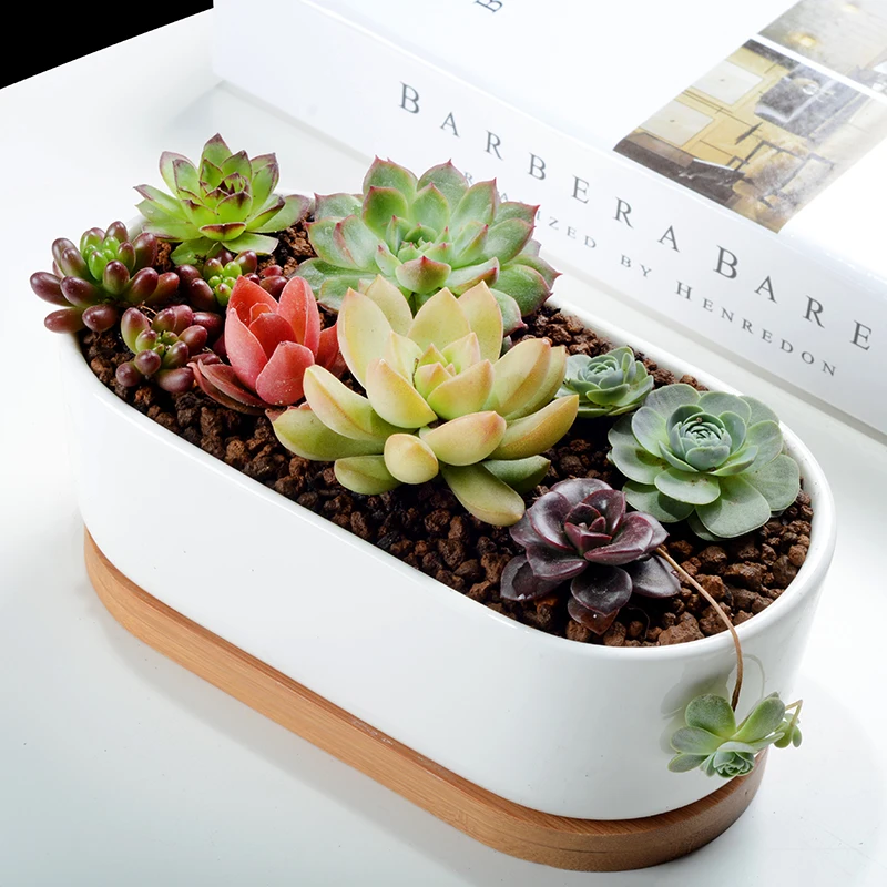 1 Set Minimalist White Ceramic Succulent Plant Pot Porcelain Planter Decorative Desktop Flowerpot Home Decor(1 Pot + 1 Tray)
1 Set Minimalist White Ceramic Succulent Plant Pot Porcelain Planter Decorative Desktop Flowerpot Home Decor(1 Pot + 1 Tray)