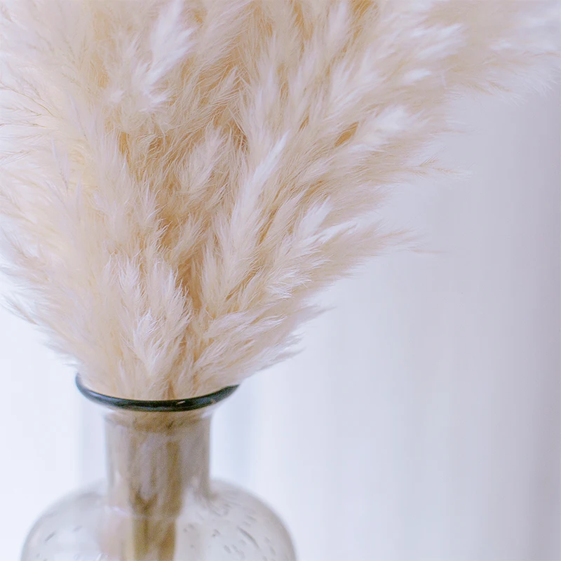 10Pcs 80cm Natural Reed Dry Flower Wedding Party Plants Bouquet Dried Pampas Grass Ceremony Birthday Home Christmas Decoration
10Pcs 80cm Natural Reed Dry Flower Wedding Party Plants Bouquet Dried Pampas Grass Ceremony Birthday Home Christmas Decoration