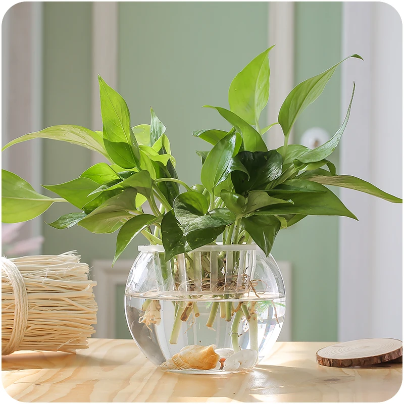 8pcs/pack Diameter=20cm Big Size Flat Open Glass Fishbowl Home Decoration Table Style Terrarium Aquarium Friend Gift Vase
8pcs/pack Diameter=20cm Big Size Flat Open Glass Fishbowl Home Decoration Table Style Terrarium Aquarium Friend Gift Vase