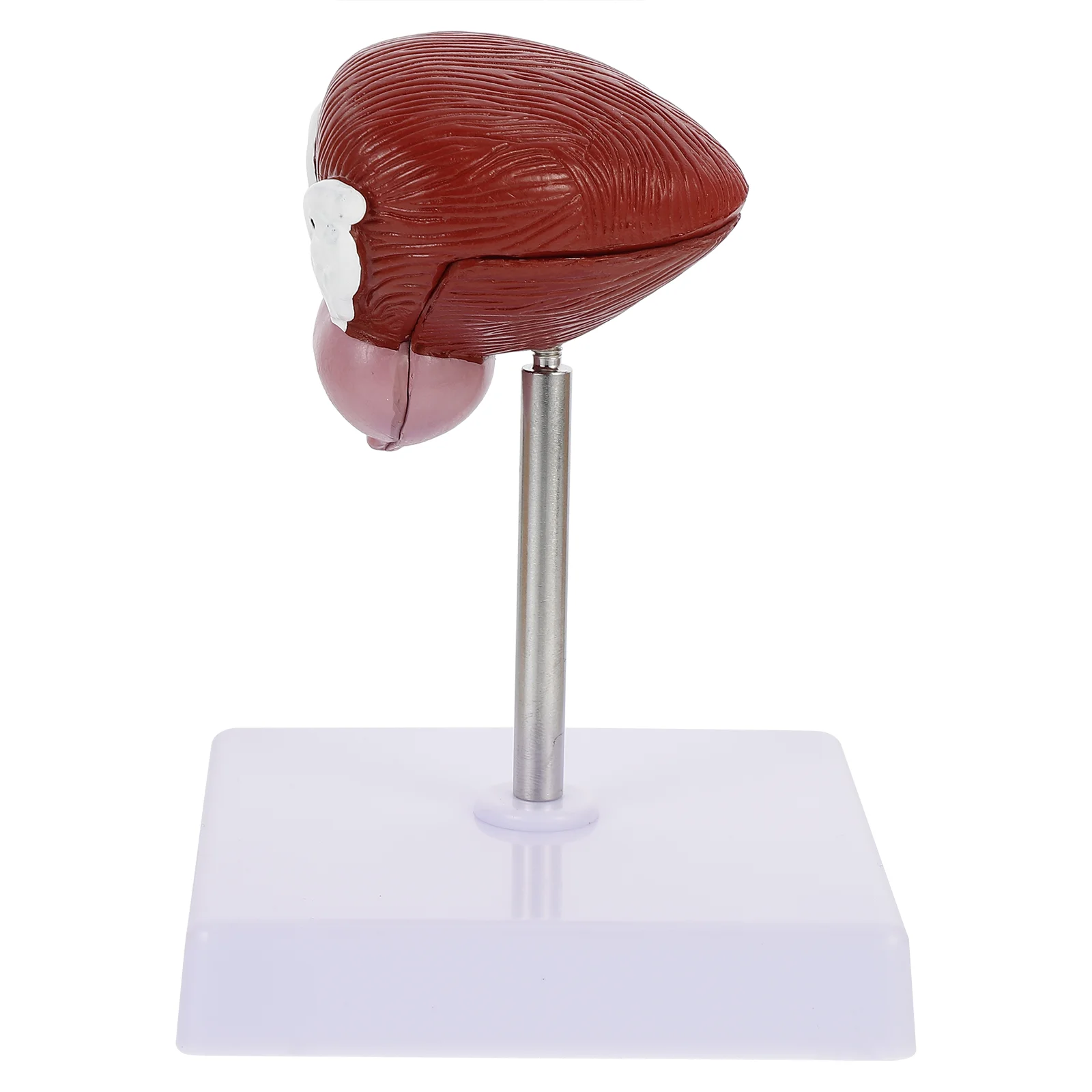 1pc Plastic Human Bladder Anatomical Model Sciences Classroom Teaching Aid
1pc Plastic Human Bladder Anatomical Model Sciences Classroom Teaching Aid