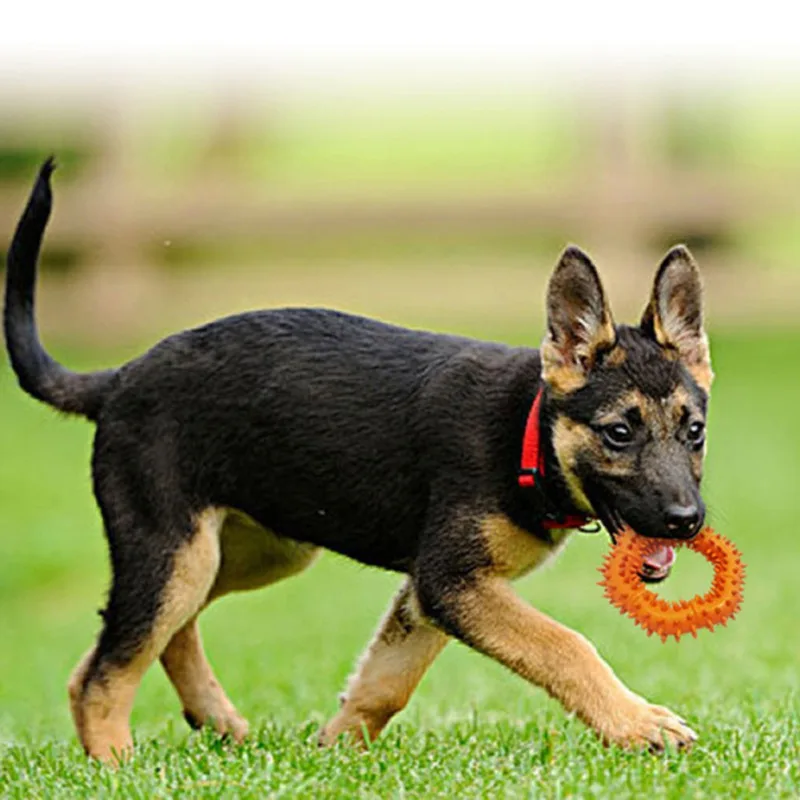 Pet Rubber Molar Annulus Toy Pet Bite Resistant Thorn Ring Grinding Teeth And Cleaning Teeth Toy For Pet Supplies
Pet Rubber Molar Annulus Toy Pet Bite Resistant Thorn Ring Grinding Teeth And Cleaning Teeth Toy For Pet Supplies