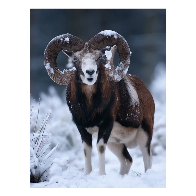 5D Diamond Painting Animals Mouflon Ovis Musimon Cross Stitch Kit Full Drill Embroidery Mosaic Art Picture of Rhinestones Gift
5D Diamond Painting Animals Mouflon Ovis Musimon Cross Stitch Kit Full Drill Embroidery Mosaic Art Picture of Rhinestones Gift