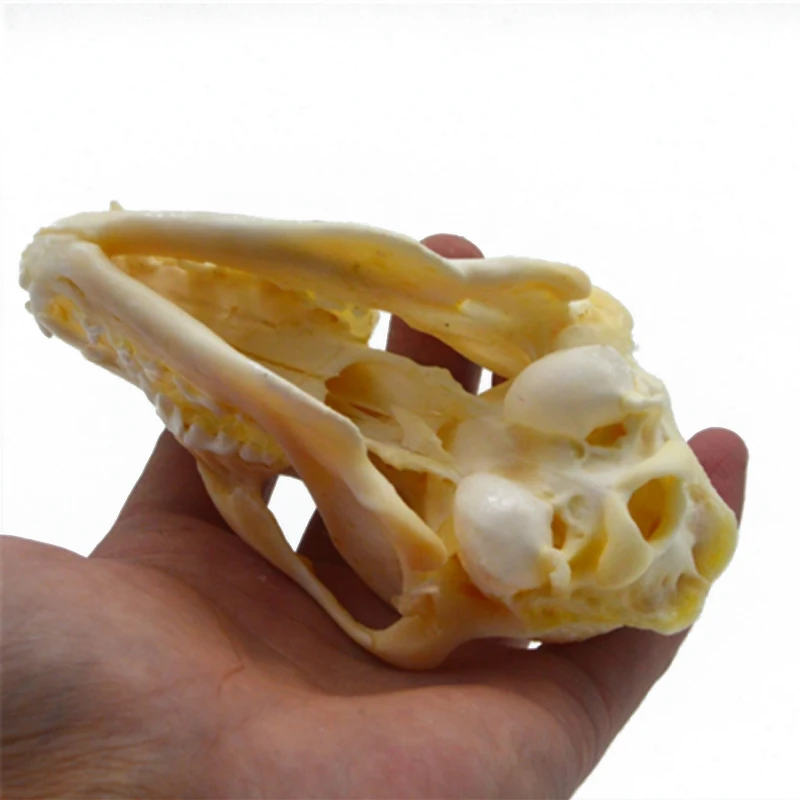 1pcs real Animal Skull specimen Collectibles Study Unusual Halloween 
1pcs real Animal Skull specimen Collectibles Study Unusual Halloween