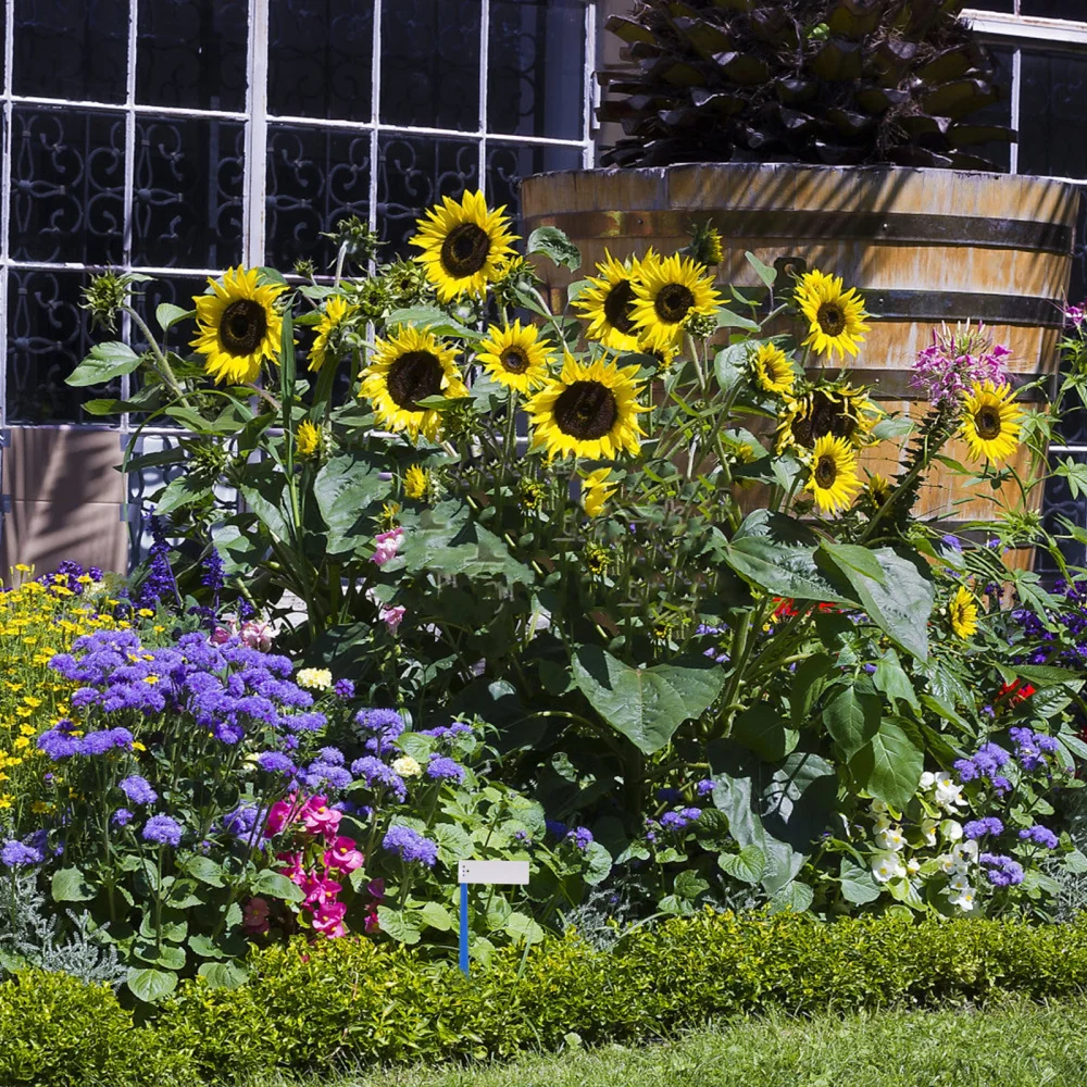 20 Sets Plant Labels Detachable Nursery Tags Plant Marking Pole Flower Markers
20 Sets Plant Labels Detachable Nursery Tags Plant Marking Pole Flower Markers