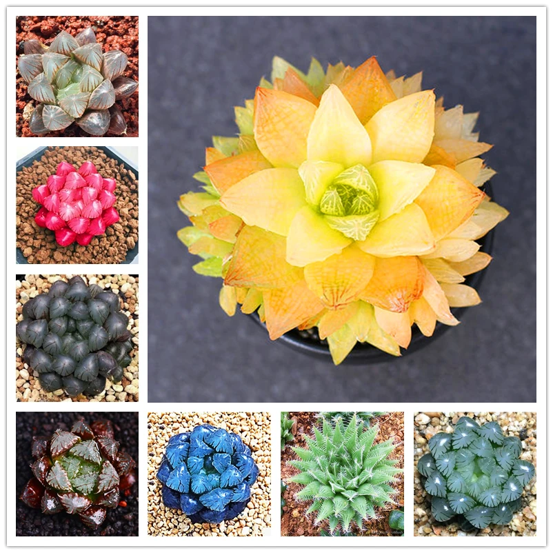 50Pcs/Bag Plant Fragrant Fleshy Shining Succulent Seeds Garden Bathroom Cabinet Cute Cactus Wood Home Furniture Q8N-D
50Pcs/Bag Plant Fragrant Fleshy Shining Succulent Seeds Garden Bathroom Cabinet Cute Cactus Wood Home Furniture Q8N-D
