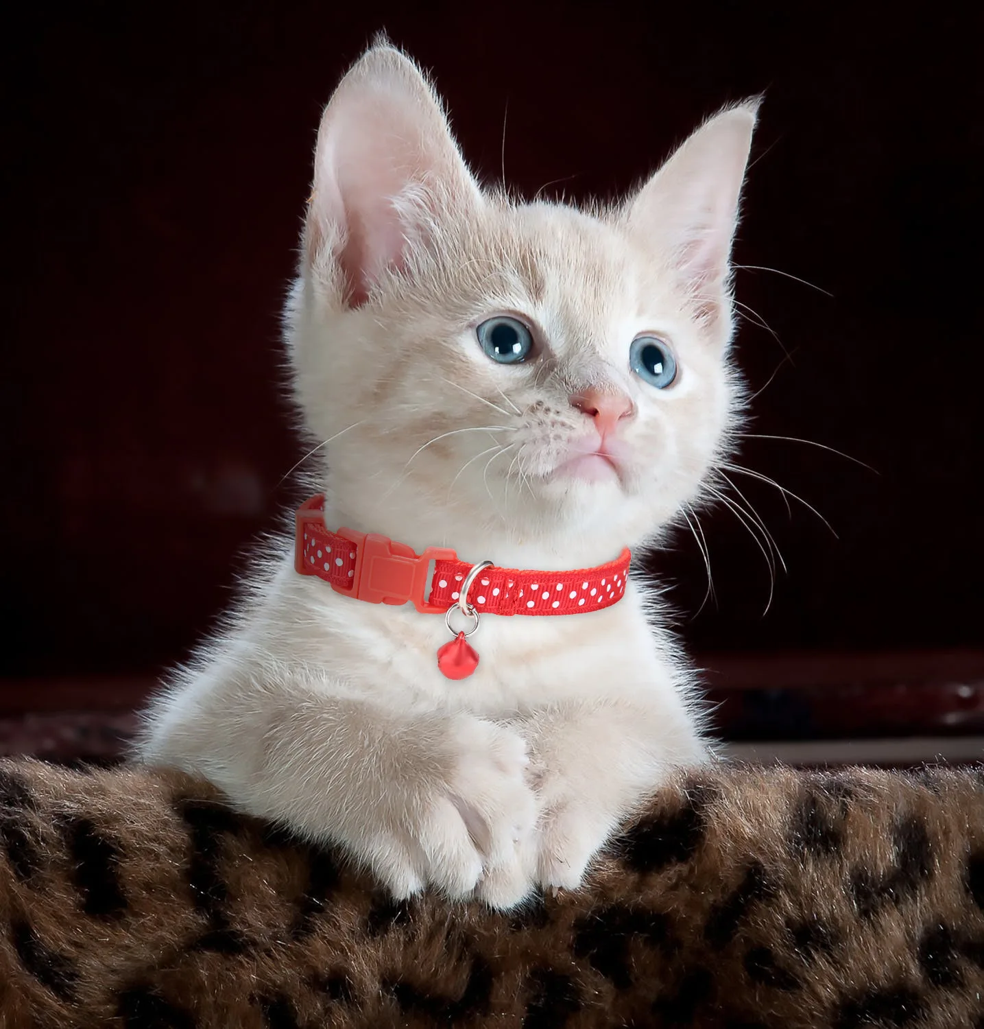 EXCELLENT ELITE SPANKER Pet Cat Collars Cute Bells Cat Collars Small Pet Collar Polka Dot Collars Pets Supplies
EXCELLENT ELITE SPANKER Pet Cat Collars Cute Bells Cat Collars Small Pet Collar Polka Dot Collars Pets Supplies