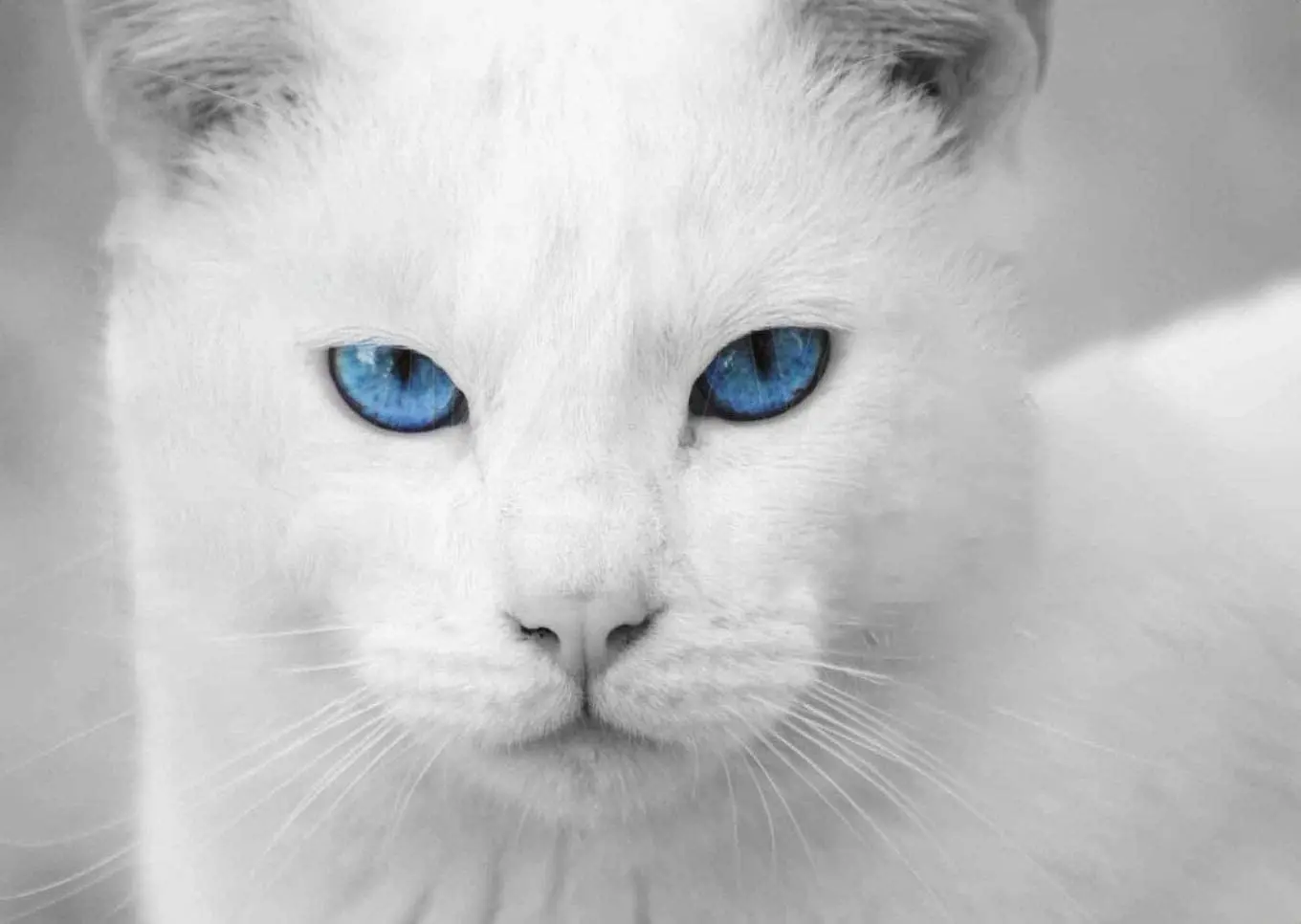 Blue Eyed White Cat Placemats Tin Sign Art Holiday Decoration Outdoor & Indoor Sign Wall Decoration Cat Metal Sign 8x12 inch
Blue Eyed White Cat Placemats Tin Sign Art Holiday Decoration Outdoor & Indoor Sign Wall Decoration Cat Metal Sign 8x12 inch