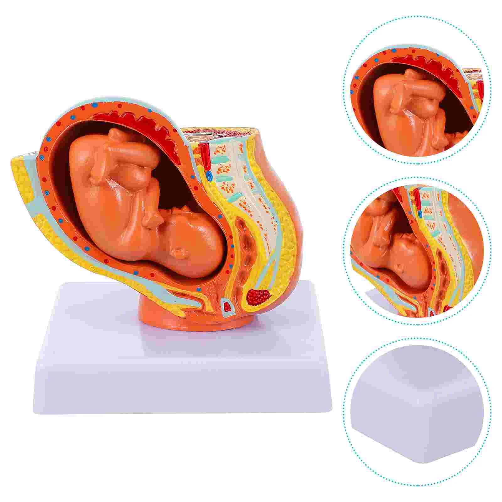 1pc Female Full-term Uterine Embryo Model Teaching Female Uterus Embryo Model
1pc Female Full-term Uterine Embryo Model Teaching Female Uterus Embryo Model