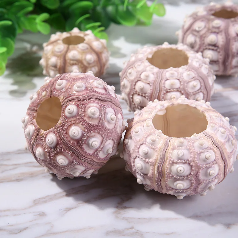 10pcs marine shells sea urchins ornaments crafts accessories home decor furnishings Crafts Aquarium Fish tank wedding decoration
10pcs marine shells sea urchins ornaments crafts accessories home decor furnishings Crafts Aquarium Fish tank wedding decoration