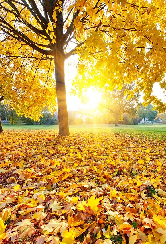 Vinyl autumn leaves sunset Photo Backdrop computer printed newborn children Photography Backgrounds
Vinyl autumn leaves sunset Photo Backdrop computer printed newborn children Photography Backgrounds