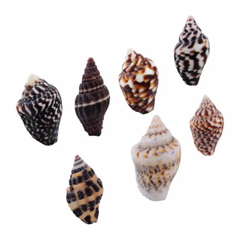 100pcs Small Sea Shells Assorted Natural Seashells Conch Crafts DIY Decoration
100pcs Small Sea Shells Assorted Natural Seashells Conch Crafts DIY Decoration
