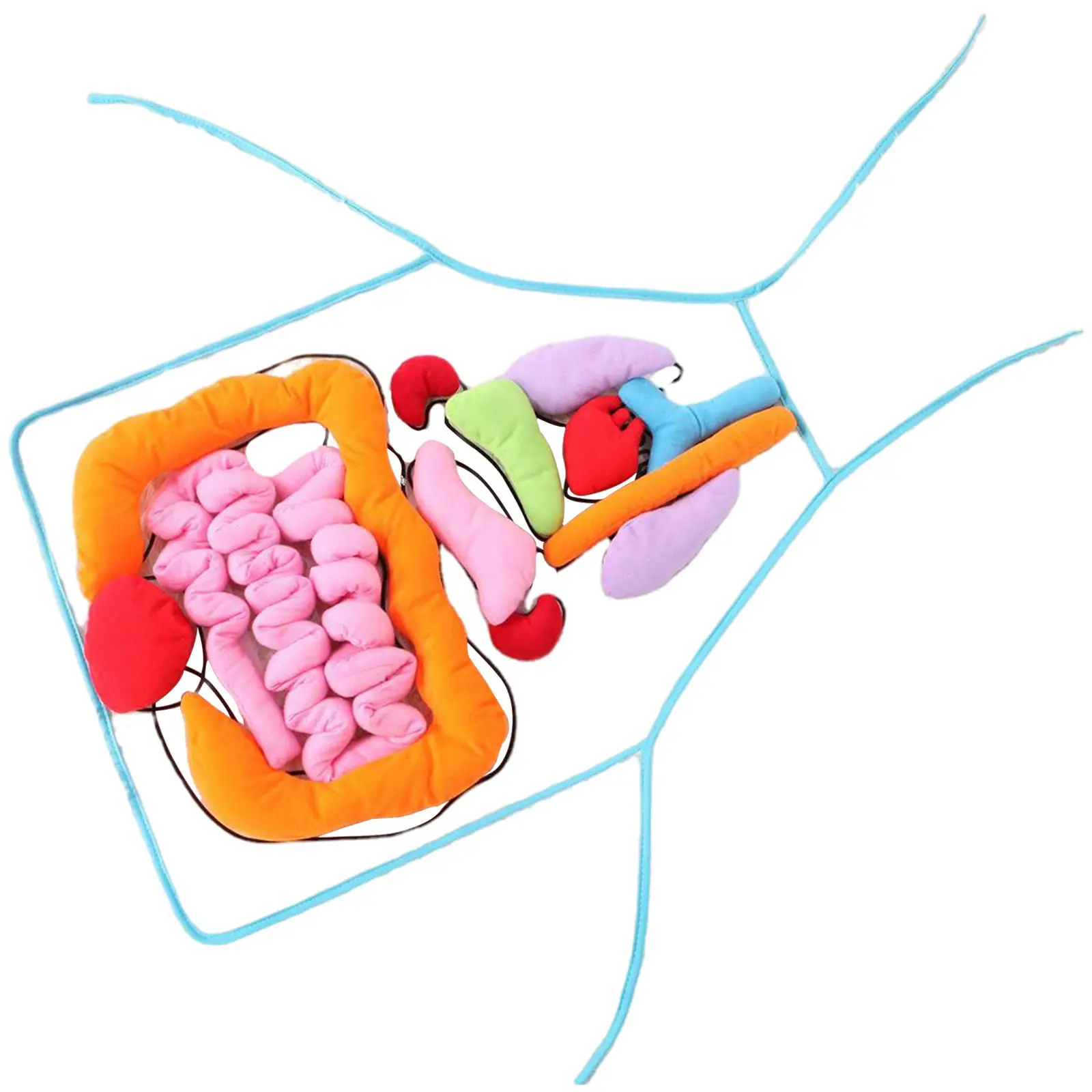 Organs Apron Three-dimensional Physiological Utensil Teaching Aids Body Parts Human Internal for Home Children Kids Toddlers
Organs Apron Three-dimensional Physiological Utensil Teaching Aids Body Parts Human Internal for Home Children Kids Toddlers