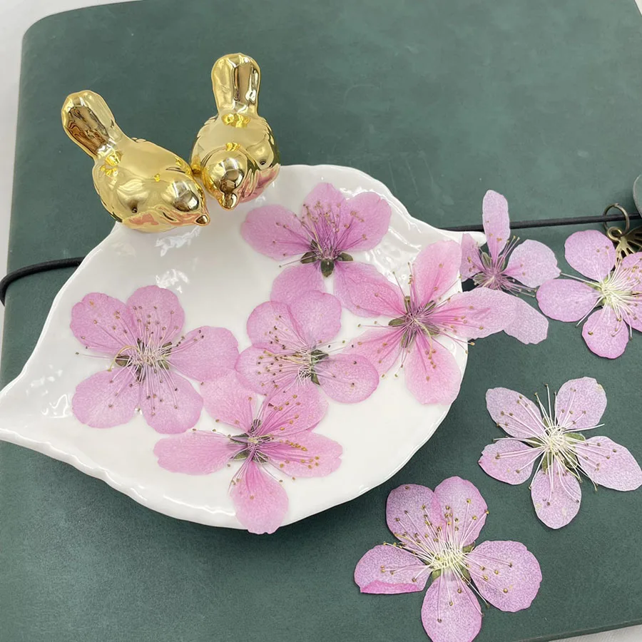 8pcs Pressed Dried 3-3.5cm White/Pink Peach Blossoms Flower Plant Herbarium For Jewelry Postcard Bookmark Phone Case DIY
8pcs Pressed Dried 3-3.5cm White/Pink Peach Blossoms Flower Plant Herbarium For Jewelry Postcard Bookmark Phone Case DIY