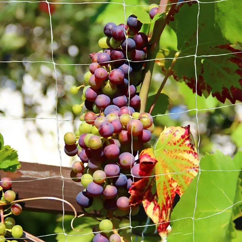 Plant Trellis Netting Heavy-duty Polyester Plant Support Vine Climbing Hydroponics Garden Net Accessories Plant Climbing Net
Plant Trellis Netting Heavy-duty Polyester Plant Support Vine Climbing Hydroponics Garden Net Accessories Plant Climbing Net