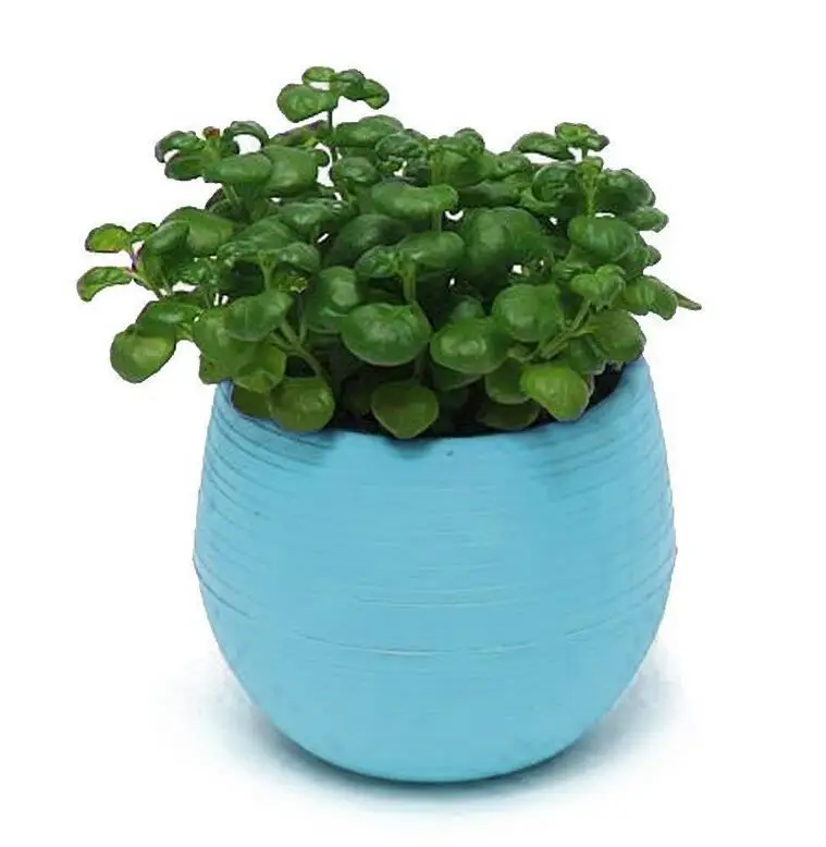 1pcs Mini Plastic Flower Pots Gardening Vase Square Flower Bonsai Planter Nursery Pots Home Office Decoration Supplie 
1pcs Mini Plastic Flower Pots Gardening Vase Square Flower Bonsai Planter Nursery Pots Home Office Decoration Supplie
