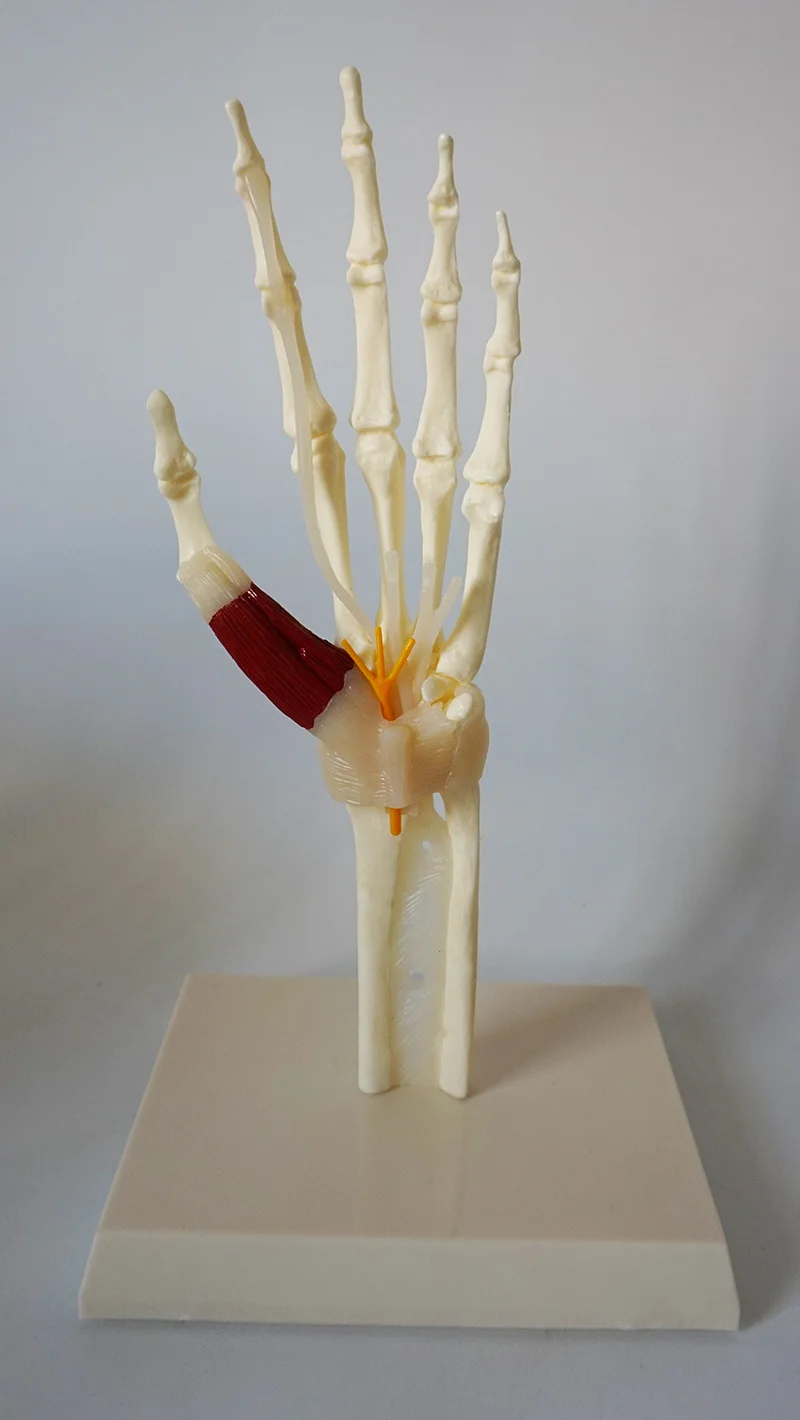 with 1:1 hand joint muscle bond ligament nerve model skeleton human bone human body teaching medica
with 1:1 hand joint muscle bond ligament nerve model skeleton human bone human body teaching medica