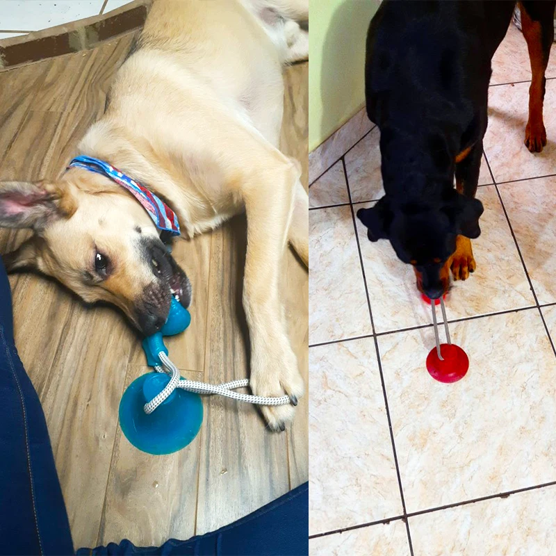 Dog Toys Pet Puppy Interactive Suction Cup Push TPR Ball Toys Molar Bite Toy Elastic Ropes Dog Tooth Cleaning Chewing Supplies
Dog Toys Pet Puppy Interactive Suction Cup Push TPR Ball Toys Molar Bite Toy Elastic Ropes Dog Tooth Cleaning Chewing Supplies