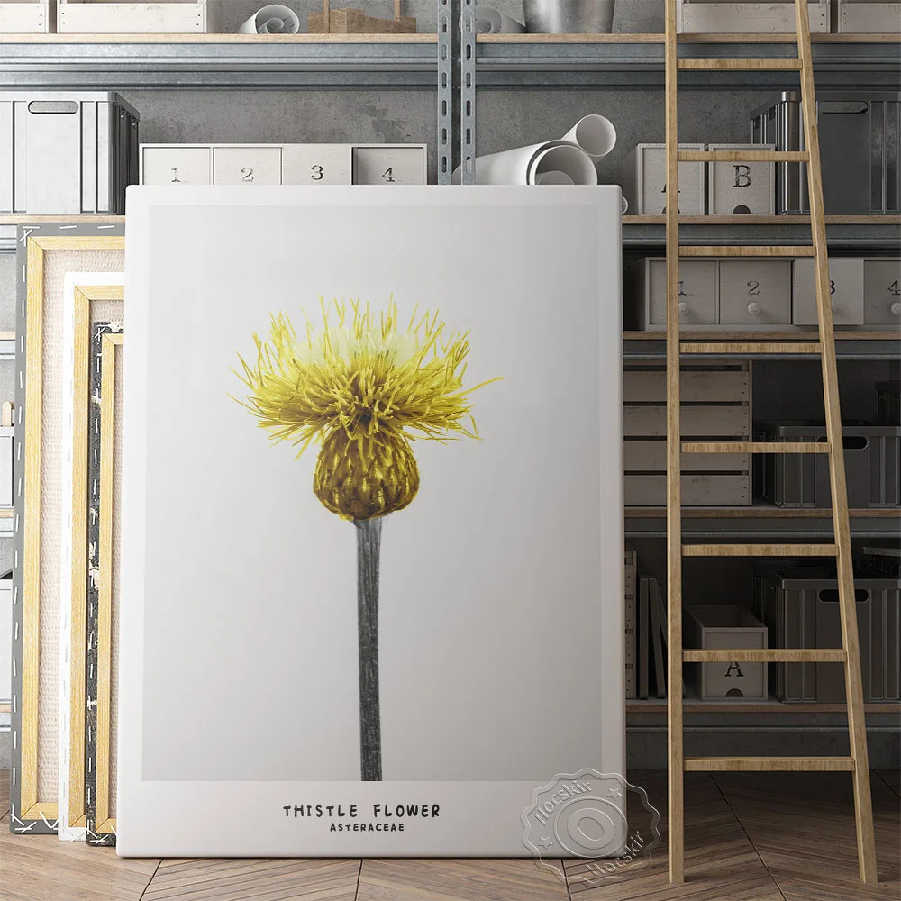 Thistle Flower Asteraceae Printed Poster, Yellow Flower Art Prints, Minimalism Plant Wall Art, Nordic Style Concise Home Decor 
Thistle Flower Asteraceae Printed Poster, Yellow Flower Art Prints, Minimalism Plant Wall Art, Nordic Style Concise Home Decor