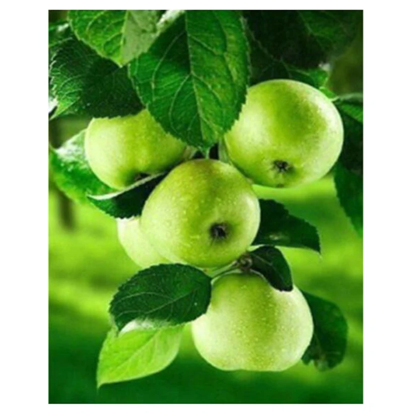 Full Square/Round 5D DIY Fruit Green Apple Embroidery Cross Stitch Rhinestone Mosaic Diamond Painting Home Decoration FH864
Full Square/Round 5D DIY Fruit Green Apple Embroidery Cross Stitch Rhinestone Mosaic Diamond Painting Home Decoration FH864