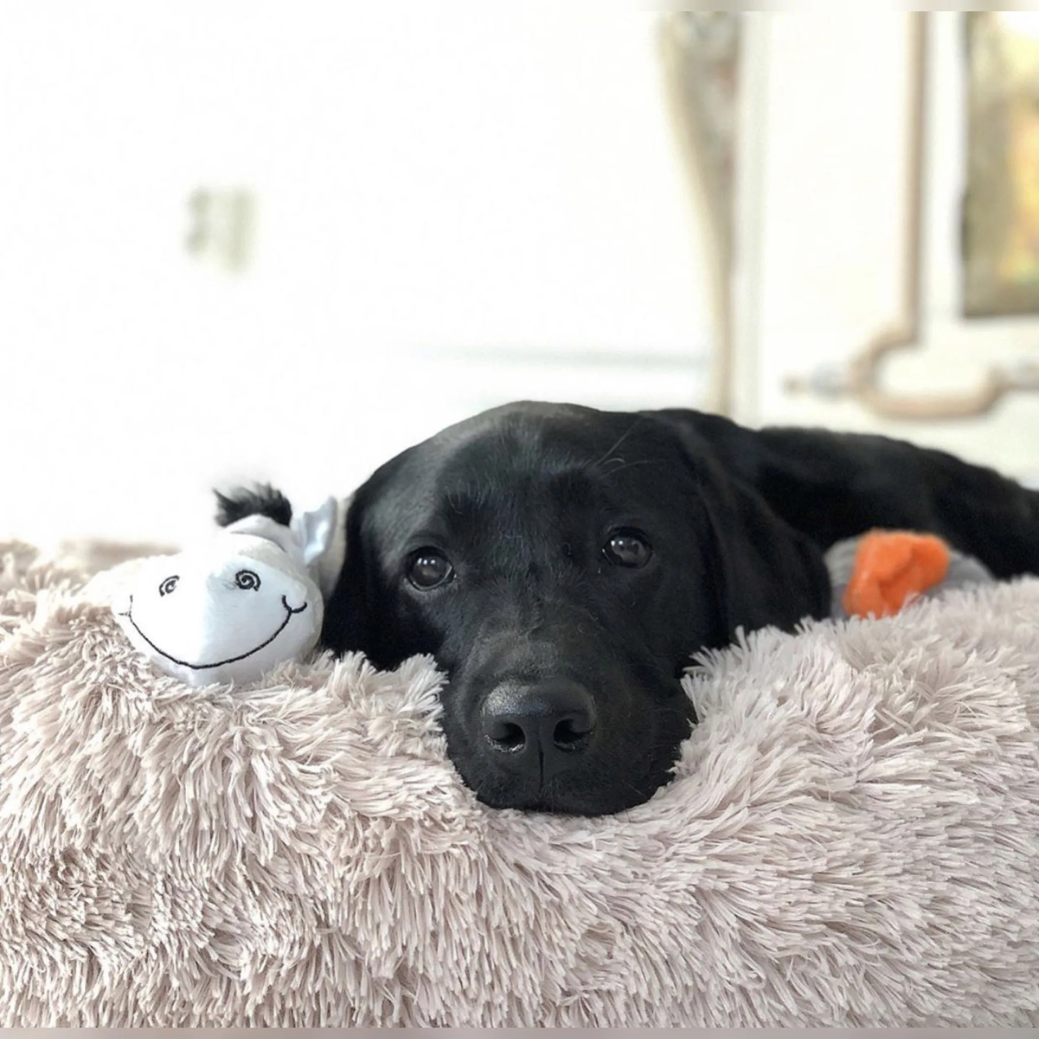 Pet Dog Bed Kennel Cat House Sleeping Basket Beds for Small Large Dogs Blankets Soft Fluffy Long Plush Round Dount Sofa Cushion
Pet Dog Bed Kennel Cat House Sleeping Basket Beds for Small Large Dogs Blankets Soft Fluffy Long Plush Round Dount Sofa Cushion