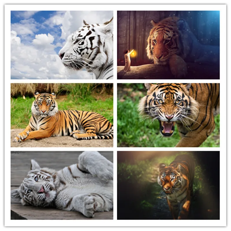 Diamond Painting 5D Diamonds DIY Animal Stitch Full Square Round Drill Embroidery Colorful Handmade Home Room Wall Decor
Diamond Painting 5D Diamonds DIY Animal Stitch Full Square Round Drill Embroidery Colorful Handmade Home Room Wall Decor