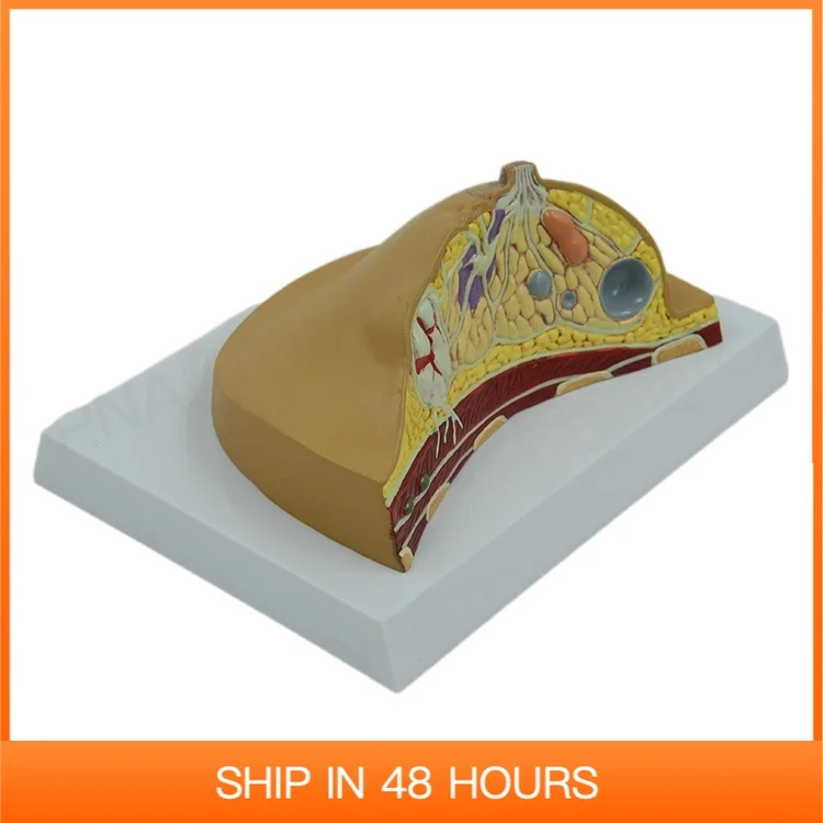 Female Breast Anatomical Model Diseased Chest Anatomy Medical Supplies and Equipment Humanbody Teaching Resources
Female Breast Anatomical Model Diseased Chest Anatomy Medical Supplies and Equipment Humanbody Teaching Resources
