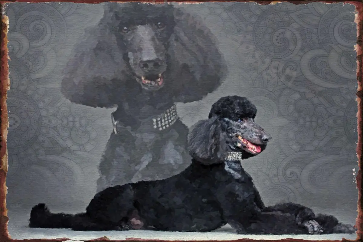 Черный стандартный настенный декор в виде пуделя, Ретро винтажный металлический знак, Жестяная Табличка для художественного клуба, мужская...
Черный стандартный настенный декор в виде пуделя, Ретро винтажный металлический знак, Жестяная Табличка для художественного клуба, мужская...