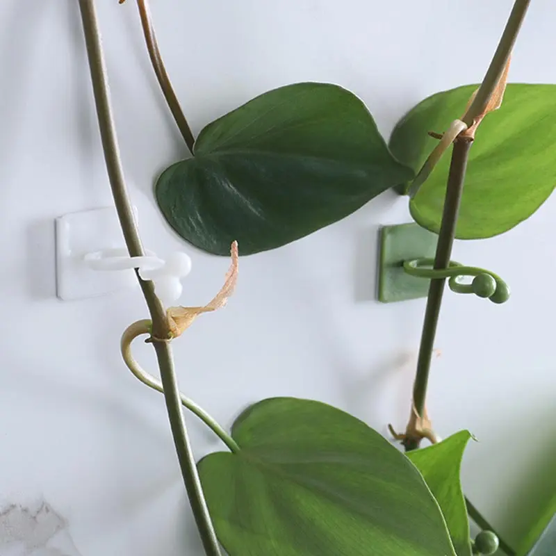 Plant Climbing Wall Self-Adhesive Fastener Tied Fixture Vine Buckle Hook Garden Plant Wall Climbing Vine Clips Fixed Buckle Hook
Plant Climbing Wall Self-Adhesive Fastener Tied Fixture Vine Buckle Hook Garden Plant Wall Climbing Vine Clips Fixed Buckle Hook