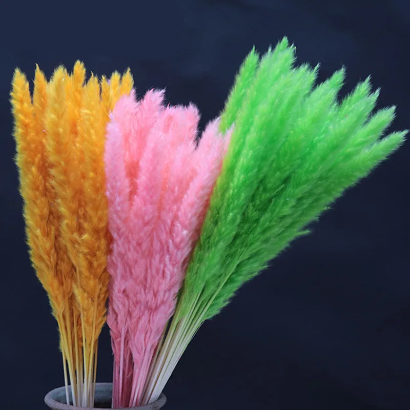 15Pcs Dried Flower Pampas Grass Bunch 60cm pampas Boho Decor Natural Plants Easter Spring living room decoration Wedding
15Pcs Dried Flower Pampas Grass Bunch 60cm pampas Boho Decor Natural Plants Easter Spring living room decoration Wedding
