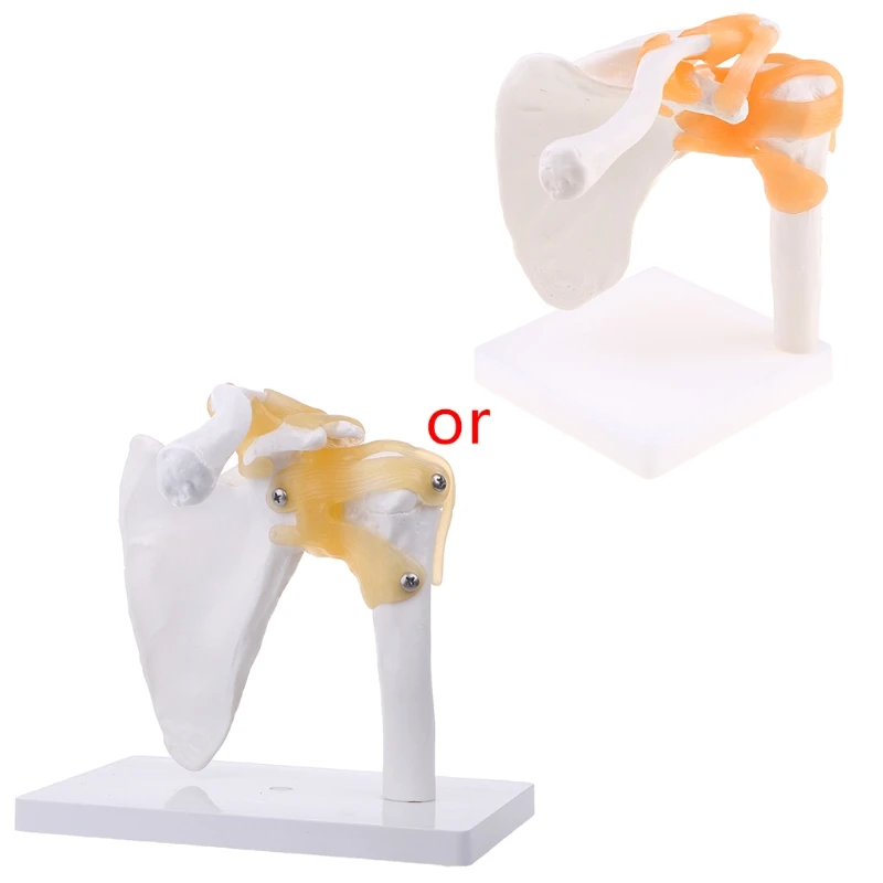 2021 Hot Sale Functional Anatomical Life Size Human Anatomy Skeleton Shoulder Joint Bone Muscle Model For Teaching Study Tool
2021 Hot Sale Functional Anatomical Life Size Human Anatomy Skeleton Shoulder Joint Bone Muscle Model For Teaching Study Tool