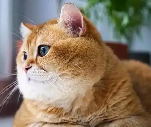 a 
a
