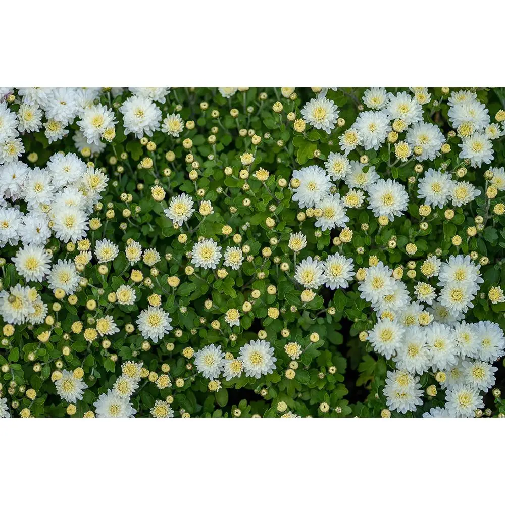 Vinyl Custom Photography Backdrops Flower and Wooden Planks Theme Photography Background 200309RY-01
Vinyl Custom Photography Backdrops Flower and Wooden Planks Theme Photography Background 200309RY-01