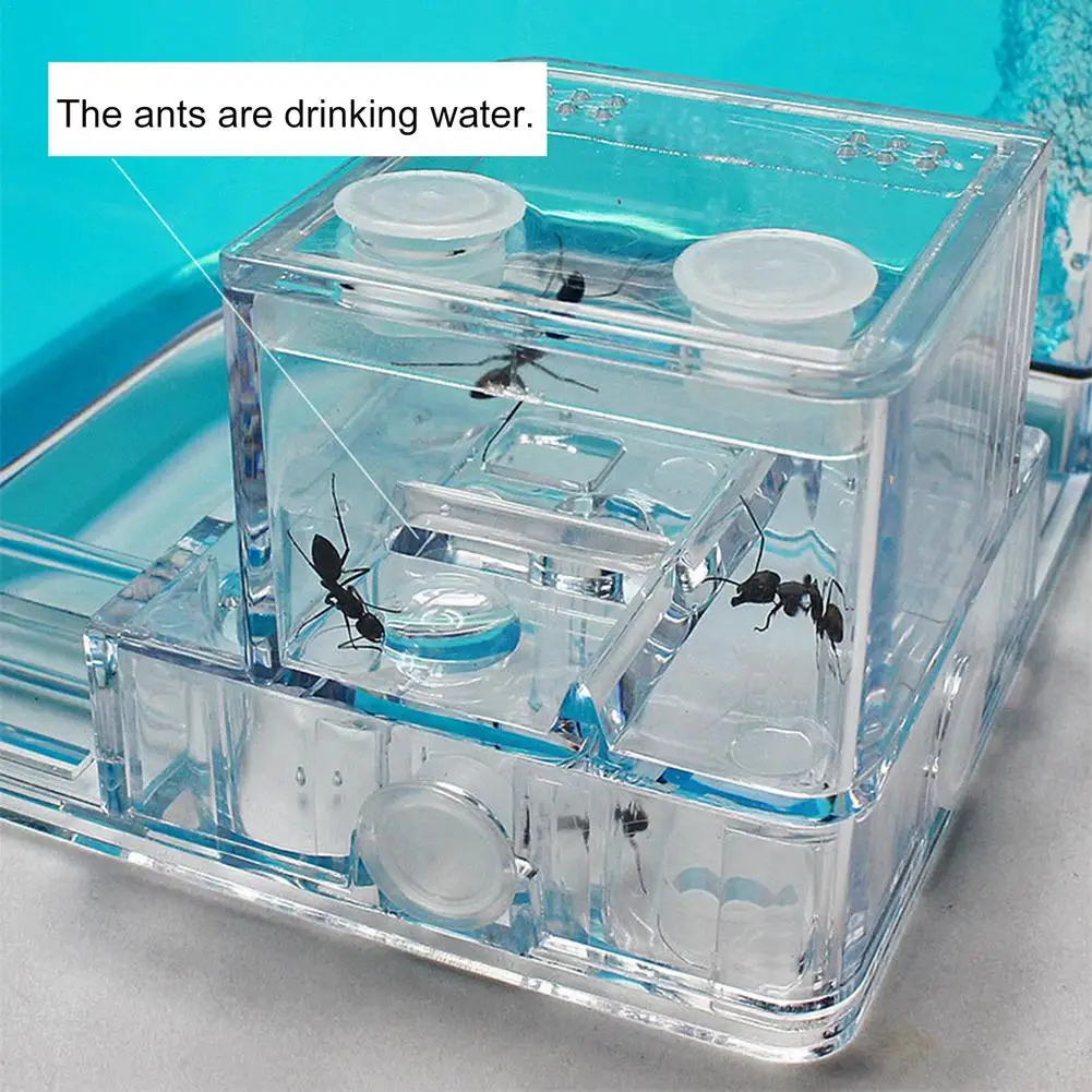3D Insect Acrylic Ants For Ant Farm Observed expansion Maze HouseAnt Home Observation Maze Science Education Accessory
3D Insect Acrylic Ants For Ant Farm Observed expansion Maze HouseAnt Home Observation Maze Science Education Accessory