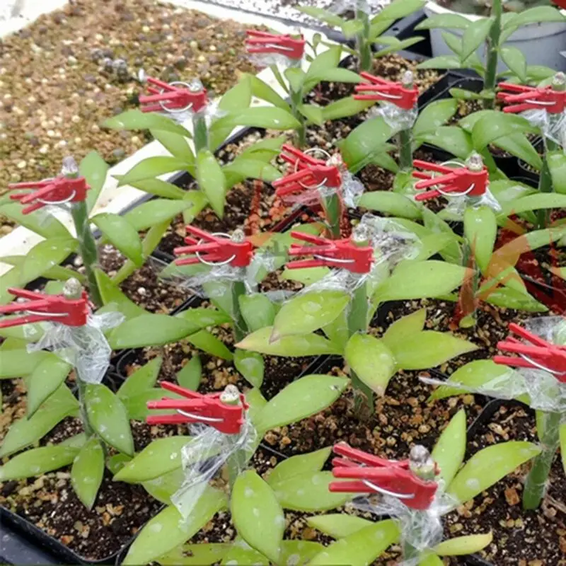 100pcs Durable Plastic Grafting Clips For Garden Vegetable Flower Bushes Plants 
100pcs Durable Plastic Grafting Clips For Garden Vegetable Flower Bushes Plants