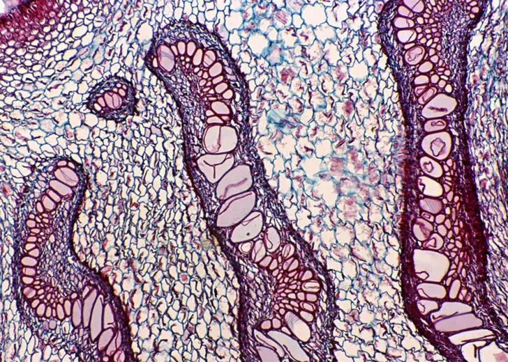 BestScope BS-2020T Trinocular 40x-1000x WIFI Dgital Biological microscope