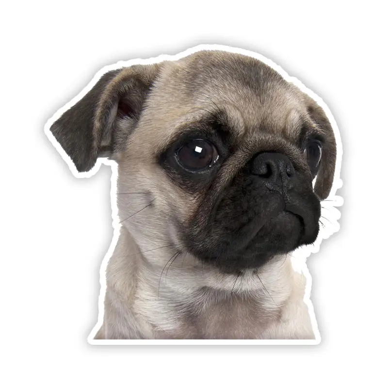 B0690# Self-adhesive Decal Pug Dog V3 Car Sticker Waterproof Auto Decors on Bumper Rear Window Motorcycle Laptop Helmet
B0690# Self-adhesive Decal Pug Dog V3 Car Sticker Waterproof Auto Decors on Bumper Rear Window Motorcycle Laptop Helmet