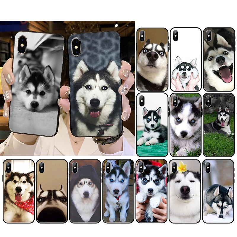 Alaskan husky dog Phone Case For iPhone 13 12 11 Pro Max 12 mini XS MAX XR SE2 8 7 Plus X
Alaskan husky dog Phone Case For iPhone 13 12 11 Pro Max 12 mini XS MAX XR SE2 8 7 Plus X
