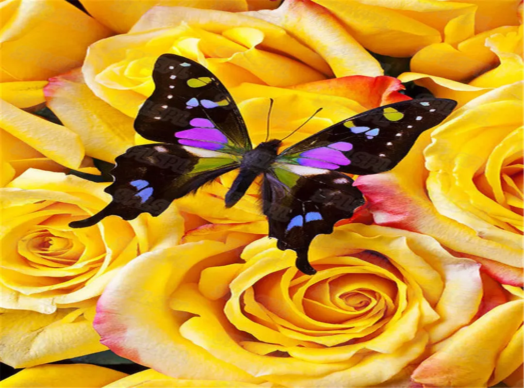 Diy Diamond Painting Natural Creature Animals Kingdom Insect Class Beautiful Colorful Butterflies Papilio Hanging Painting
Diy Diamond Painting Natural Creature Animals Kingdom Insect Class Beautiful Colorful Butterflies Papilio Hanging Painting
