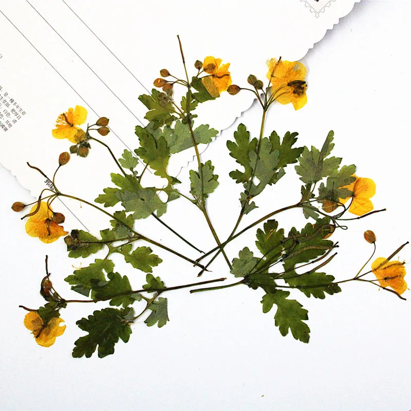 2020 New Original Press Flower On Stalk For Packing Material 1 lot/80pcs Free shipment
2020 New Original Press Flower On Stalk For Packing Material 1 lot/80pcs Free shipment