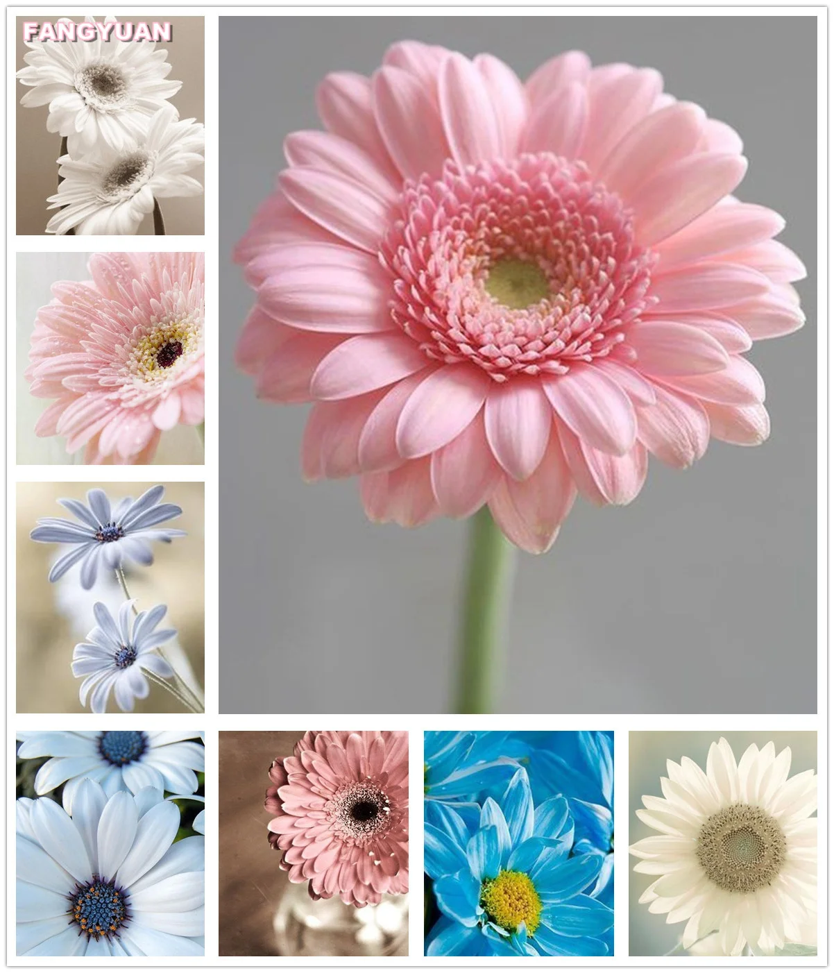 Diy Diamond Painting Flowers Full Square Round Drill Diamond Embroidery Daisy Mosaic Craft Kits Picture Home Wall Art Decor Gift
Diy Diamond Painting Flowers Full Square Round Drill Diamond Embroidery Daisy Mosaic Craft Kits Picture Home Wall Art Decor Gift