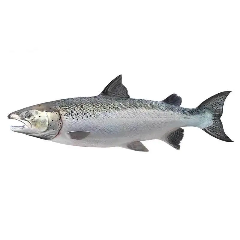 13cm for Salmon Car Decal Personality Car Stickers Motorcycle Vinyl Material Scratch-Proof
13cm for Salmon Car Decal Personality Car Stickers Motorcycle Vinyl Material Scratch-Proof