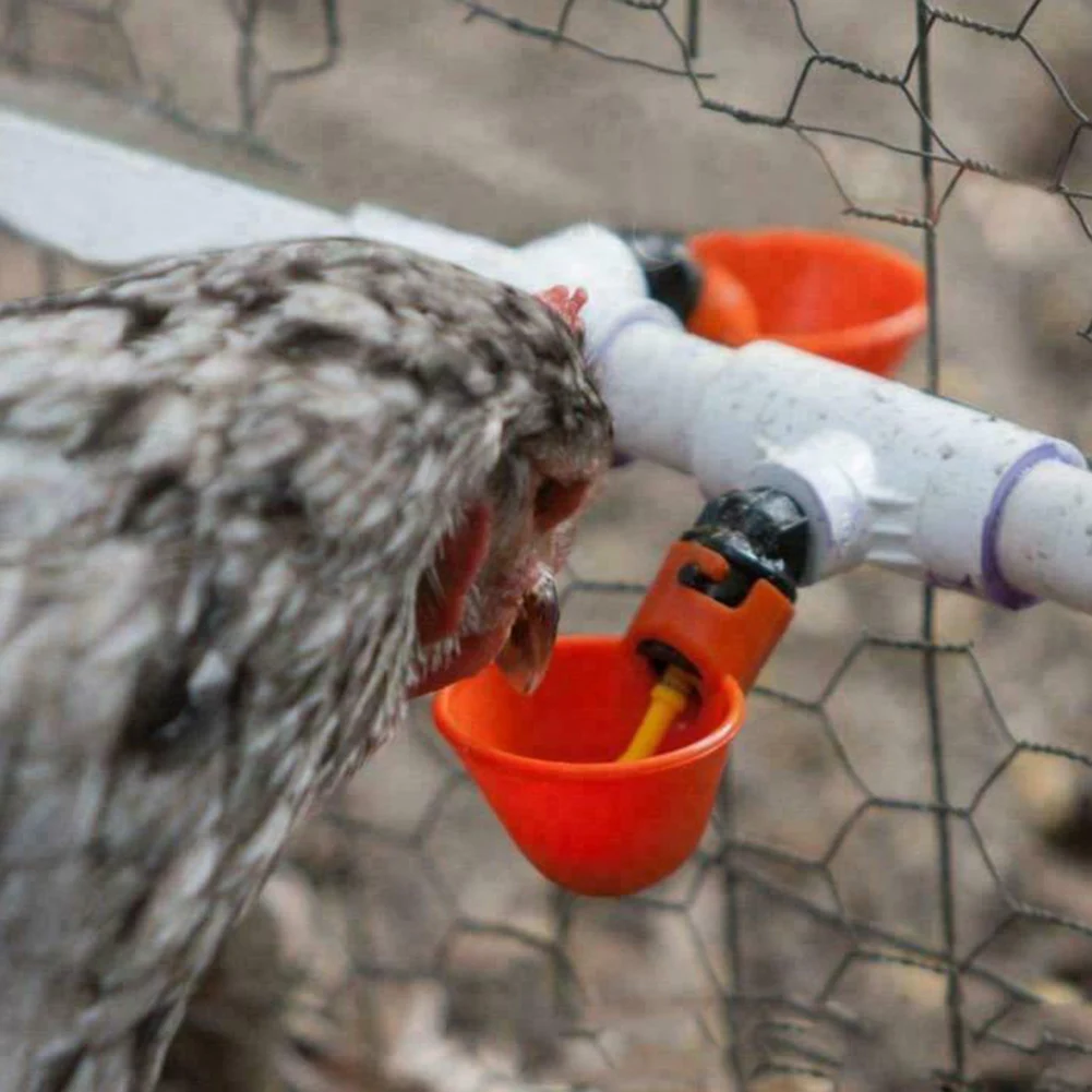 5/10pcs Fully Automatic Poultry Drinking Cup Environmentally Friendly And Resistant Falling Chicken Pigeon Waterer Water Saving
5/10pcs Fully Automatic Poultry Drinking Cup Environmentally Friendly And Resistant Falling Chicken Pigeon Waterer Water Saving